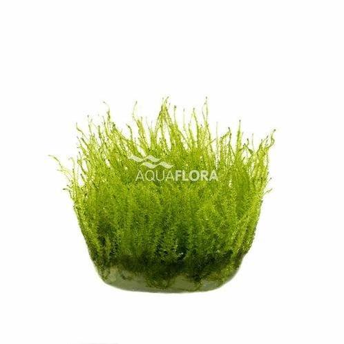 Leptodictyum riparium (stringy moss) - In Vitro, Animaux & Accessoires, Poissons | Aquariums & Accessoires, Envoi