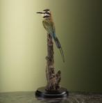 Witkeelbijeneter Taxidermie Opgezette Dieren By Max, Verzamelen, Dierenverzamelingen, Ophalen of Verzenden, Nieuw, Vogel, Opgezet dier