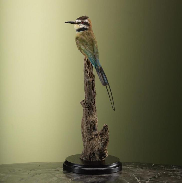 Witkeelbijeneter Taxidermie Opgezette Dieren By Max, Verzamelen, Dierenverzamelingen, Opgezet dier, Nieuw, Vogel, Ophalen of Verzenden