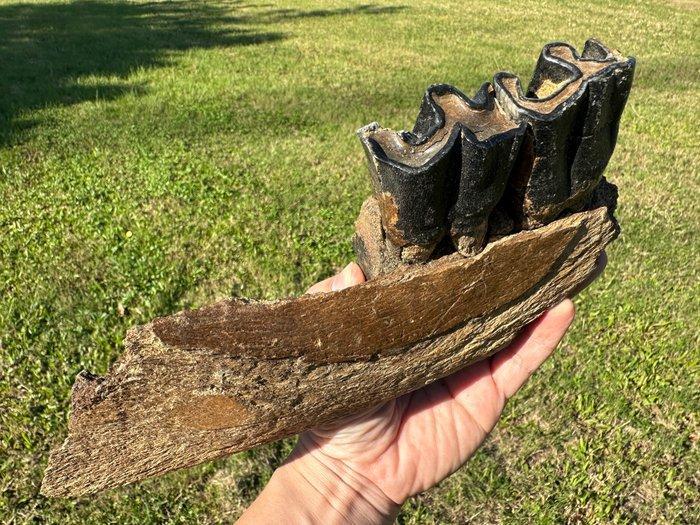 Zoogdier - Fossiel onderkaakbot (Zonder minimumprijs), Verzamelen, Mineralen en Fossielen