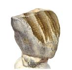 Top Groot Ouranosaurus nigeriensis, basale hadrosauriër