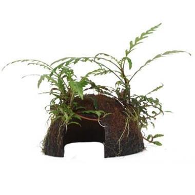 Tropica Hygrophila pinnatifida on Cocos, Dieren en Toebehoren, Vissen | Aquaria en Toebehoren, Nieuw, Verzenden