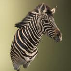 Zebra Taxidermie Opgezette Dieren By Max, Ophalen of Verzenden, Opgezet dier