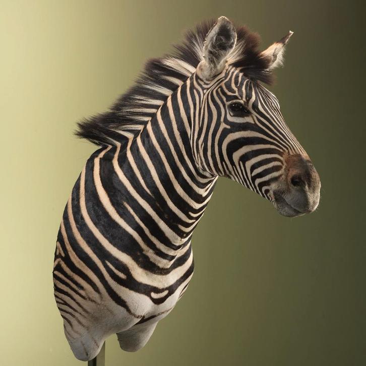 Zebra Taxidermie Opgezette Dieren By Max, Collections, Collections Animaux, Enlèvement ou Envoi