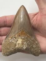 Megalodon tand 10,6 cm - Fossiele tand - Carcharocles, Verzamelen, Mineralen en Fossielen