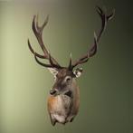 Edelhert Taxidermie Opgezette Dieren By Max, Ophalen of Verzenden, Nieuw, Wild dier, Opgezet dier
