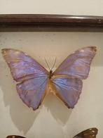 Vlinder Taxidermie wandmontage - Morpho achilles, Nieuw
