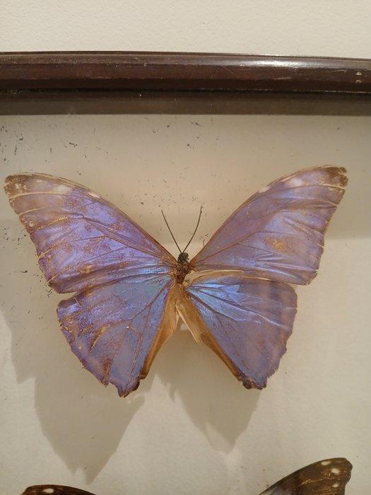 Vlinder Taxidermie wandmontage - Morpho achilles, Verzamelen, Dierenverzamelingen