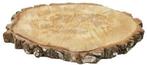 Boomstamschijf Berkenschijf ca. 35 cm, Nieuw