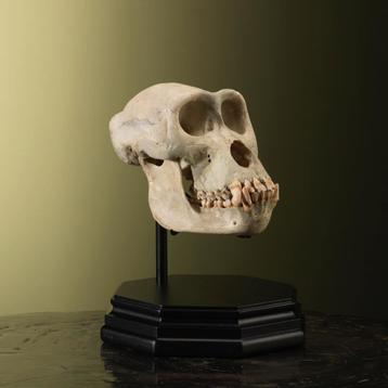 Gorilla Schedel V Taxidermie Opgezette Dieren By Max, Ophalen of Verzenden, Opgezet dier
