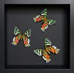 Papillon Support de corps entier pour taxidermie - Urania, Nieuw