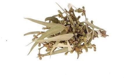 Eucalyptus met Besjes Droogbloemen, Huis en Inrichting, Woonaccessoires | Kunstplanten en Kunstbloemen, Nieuw