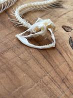 White-lipped Pit Viper Articulated Taxidermie volledige