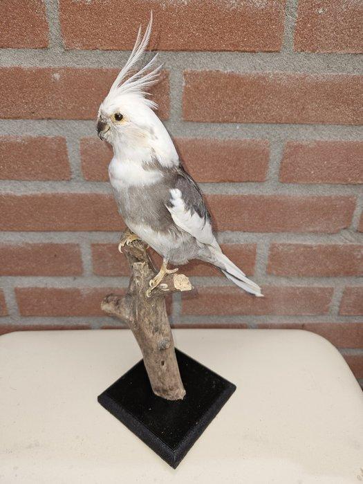 Valkparkiet Taxidermie volledige montage - Nymphicus, Collections, Collections Animaux