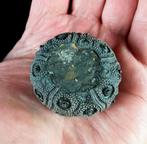 Indrukwekkende zee-egel !!! - Uitzonderlijke grootte bij