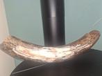 Wolharige mammoet - Gefossiliseerde slagtand - 56 cm - 10 cm, Verzamelen, Mineralen en Fossielen
