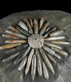 Zee-egel - Gefossiliseerd dier - Asterocidaris bistriata