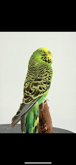 Grasparkiet Taxidermie volledige montage - Melopsittacus, Collections, Collections Animaux