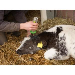Ecorneur à gas, Articles professionnels, Agriculture | Aliments pour bétail
