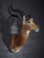 Impala Support mural pour taxidermie - Aepyceros melampus -, Verzamelen, Dierenverzamelingen, Nieuw