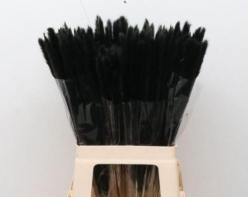 Dried pampas fluffy antraciet 50-70 gr corta, Hobby & Loisirs créatifs, Bricolage