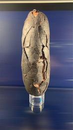 Dinosaurus - Gefossiliseerd ei - 22 cm - 9 cm (Zonder
