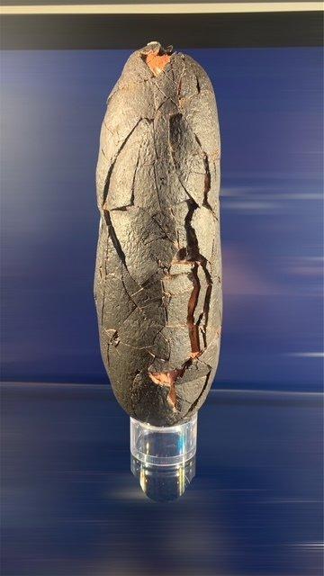 Dinosaurus - Gefossiliseerd ei - 22 cm - 9 cm (Zonder, Verzamelen, Mineralen en Fossielen