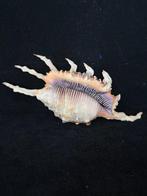 Zeeslak Zeeschelp - S-108 LAMBIS SCORPIUS INDOMARIS (Zonder, Nieuw