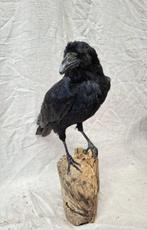 Kraai Taxidermie volledige montage - corvus corone - 44 cm -