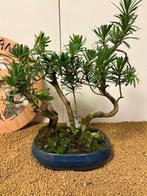 Boeddha-den bonsai (Podocarpus macrophyllus) - Hoogte