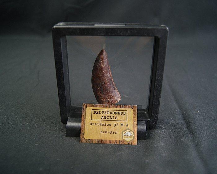 Dinosaurus - Fossiele tand - Deltadromeus agilis del Valle, Verzamelen, Mineralen en Fossielen
