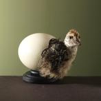 Struisvogel in Ei Taxidermie Opgezette Dieren By Max, Ophalen of Verzenden, Nieuw, Vogel, Opgezet dier