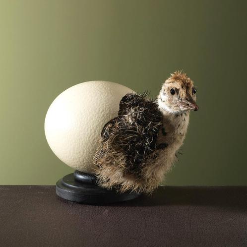 Struisvogel in Ei Taxidermie Opgezette Dieren By Max, Verzamelen, Dierenverzamelingen, Opgezet dier, Nieuw, Vogel, Ophalen of Verzenden