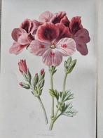 Hibberd, Shirley, 1825-1890; Hulme, F. Edward (Frederick