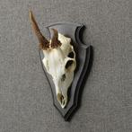Reebok Schedel Taxidermie Opgezette Dieren By Max, Verzamelen, Dierenverzamelingen, Ophalen of Verzenden, Nieuw, Wild dier, Opgezet dier