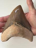 Enorme Megalodon tand 14,3 cm - Fossiele tand - Carcharocles