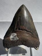 Megalodon - Fossiele tand - Carcharocles megalodon - 11.1 cm