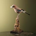 Gaai met Ei Taxidermie Opgezette Dieren By Max, Ophalen of Verzenden, Nieuw, Vogel, Opgezet dier