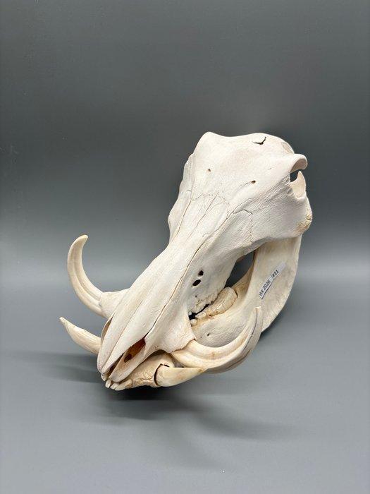 Wrattenzwijn Schedel - Phacochoerus africanus - 19 cm - 17, Verzamelen, Dierenverzamelingen