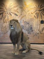 Leeuw Taxidermie volledige montage - Panthera leo - 130 cm -, Verzamelen, Dierenverzamelingen, Nieuw