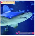 Viktoria Farkas - Silent Predator - Shark portrait