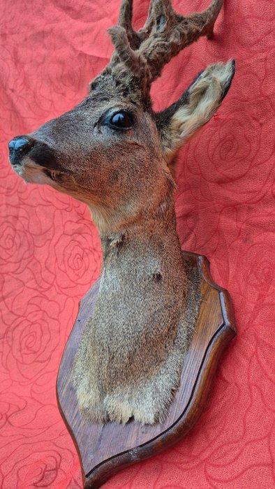 Reebok Taxidermie wandmontage - Capreolus capreolus - très, Verzamelen, Dierenverzamelingen