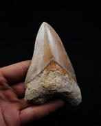Mégalodon - Dent fossile - Otodus Megalodon, Verzamelen
