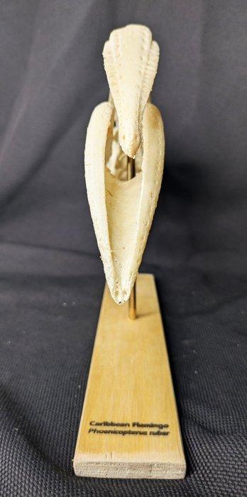 Amerikaanse flamingo Schedel - (Phoenicopterus ruber) -, Antiek en Kunst, Curiosa en Brocante