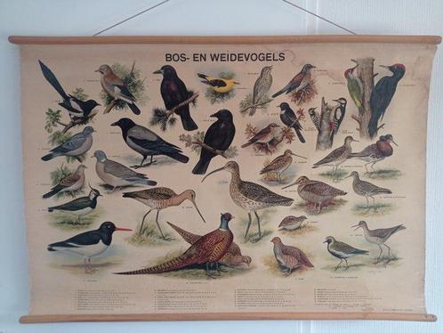 Carte scolaire - Bos en weidevogels - Lin, Antiquités & Art, Curiosités & Brocante