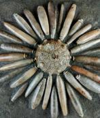 Enorme fossiele zeester van hoge kwaliteit!!! - Schelp met, Verzamelen, Mineralen en Fossielen