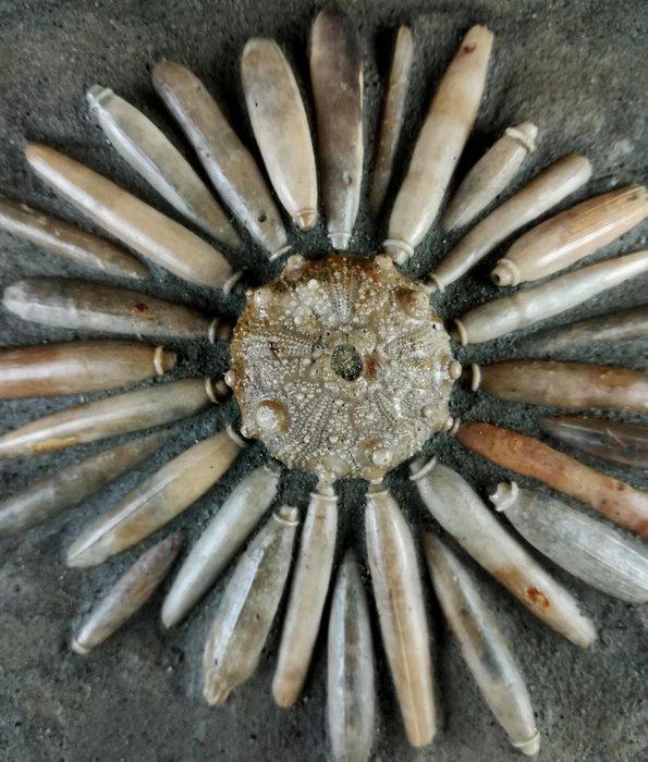 Enorme fossiele zeester van hoge kwaliteit!!! - Schelp met, Verzamelen, Mineralen en Fossielen