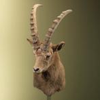 Steebok Ibex Taxidermie Opgezette Dieren By Max, Ophalen of Verzenden, Nieuw, Wild dier, Opgezet dier