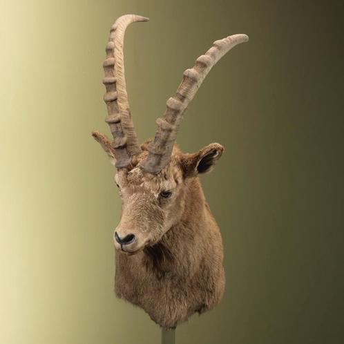 Steebok Ibex Taxidermie Opgezette Dieren By Max, Verzamelen, Dierenverzamelingen, Opgezet dier, Nieuw, Wild dier, Ophalen of Verzenden