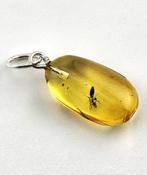 Amber baltique rare pour collectionneurs – Fossile de guêpe, Verzamelen, Dierenverzamelingen, Nieuw